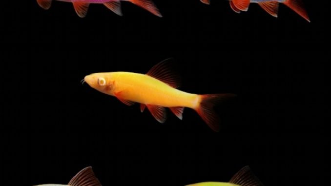 Swim Into the World of Glofish Sharks!