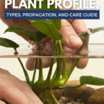 Plant Profile, Types, Propagation And Care Info