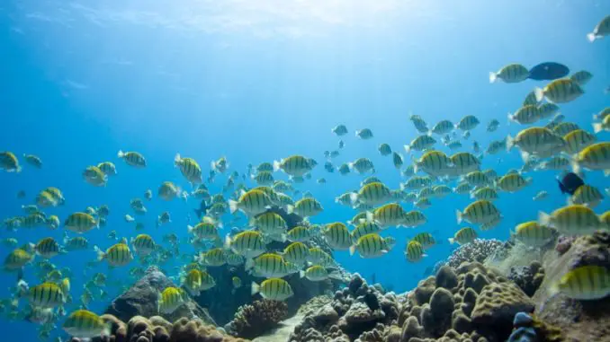 The Closing Convict Tang Care Data