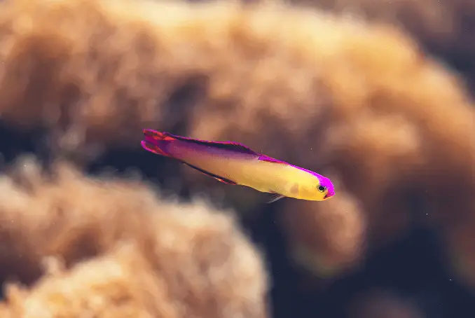 14 Widespread Saltwater Fish for Newcomers