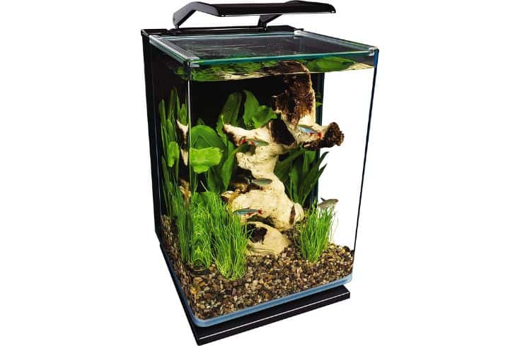 Best Tank For Guppies – Critiques and Purchaser’s Info