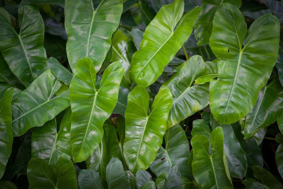 Your Full Data to Defending Philodendron In Aquarium